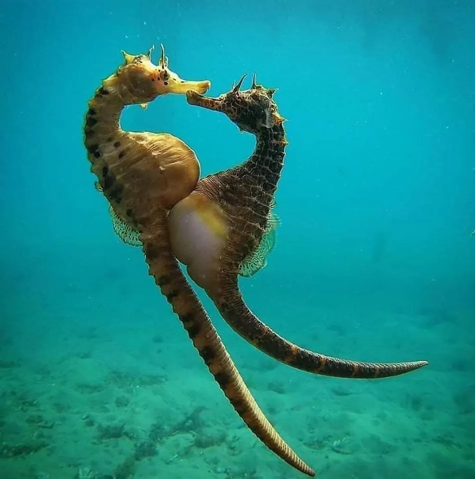 Hippocampus House Villa Stratoni Vakantiehuis